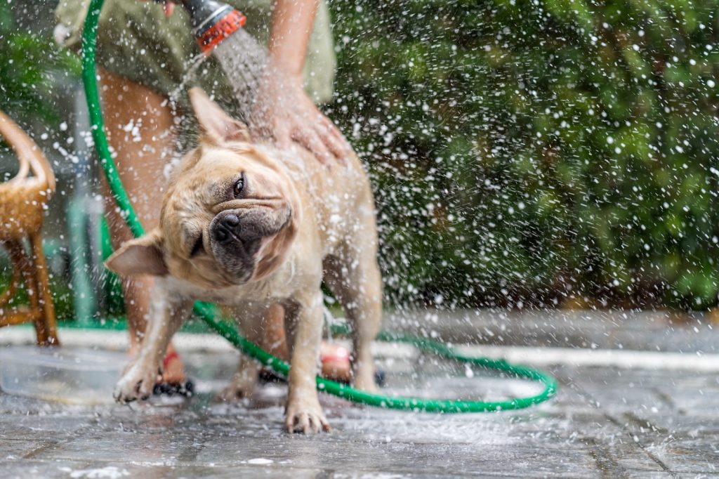 Dias de calor: como cuidar dos pets durante a estação mais quente do ano?