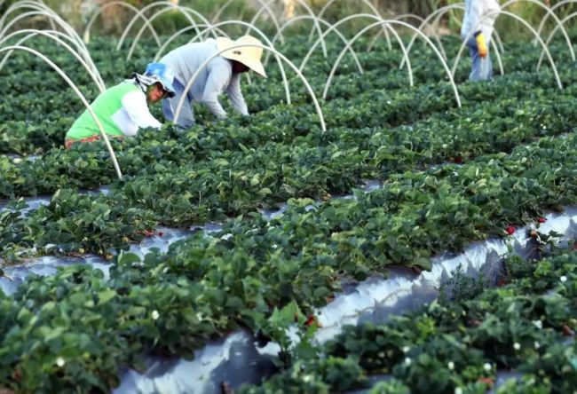 Desenrola Rural alcança acordo para reestruturação de dívidas que se aproximam dos R$ 12 bilhões