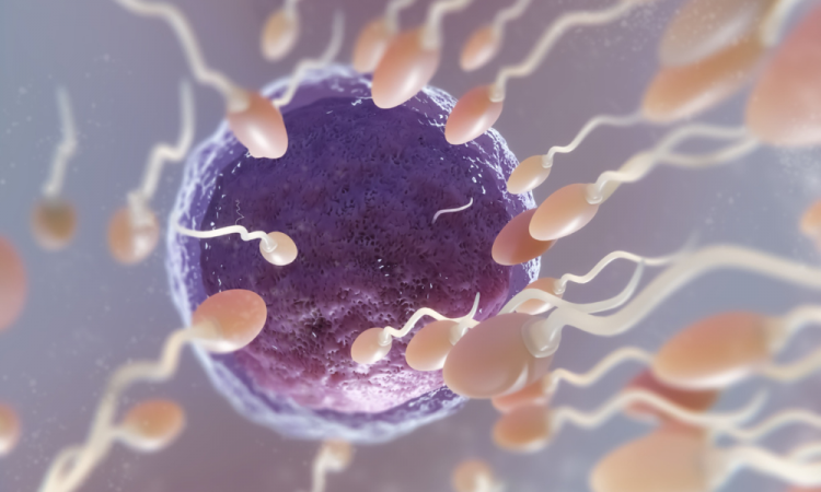 Mulheres no Brasil optam por fertilização com óvulos doados em busca de maternidade: descubra o processo