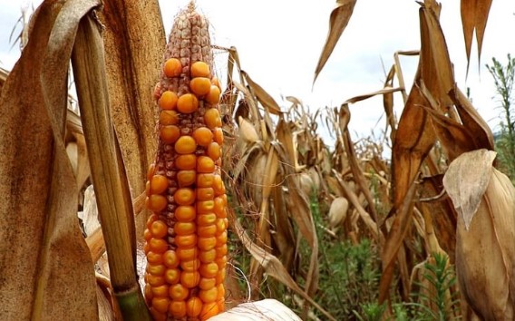 Onda de calor intensa transforma a agricultura e coloca em risco a segurança alimentar mundial
