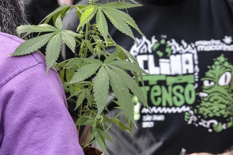 Senado descarta proposta para cultivo pessoal de maconha