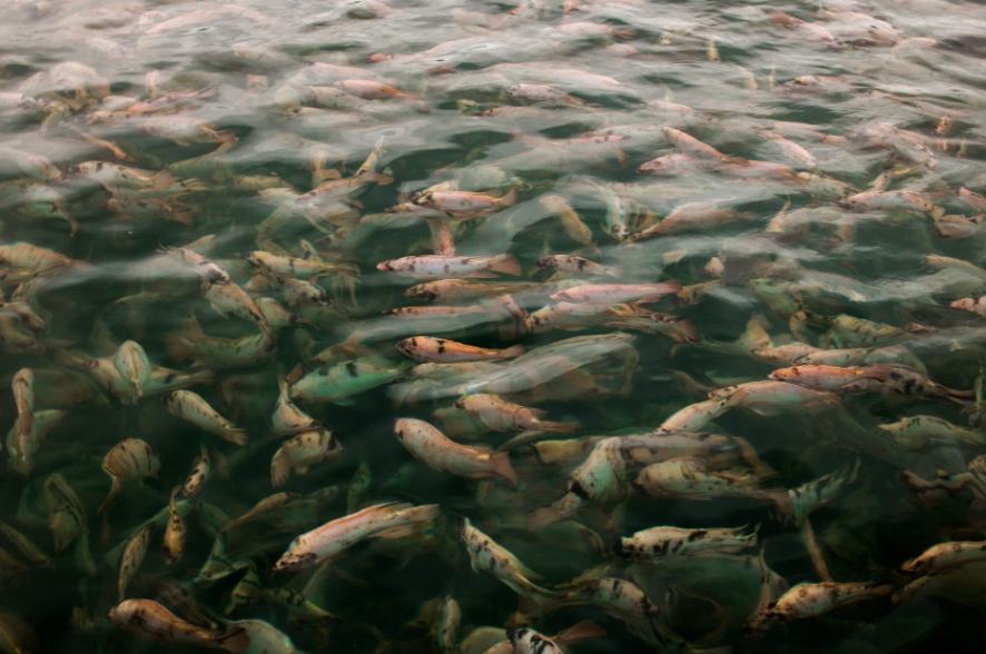 Fider Pescados participa do Seafood Expo North America para expandir mercado e fortalecer conexões comerciais nos EUA