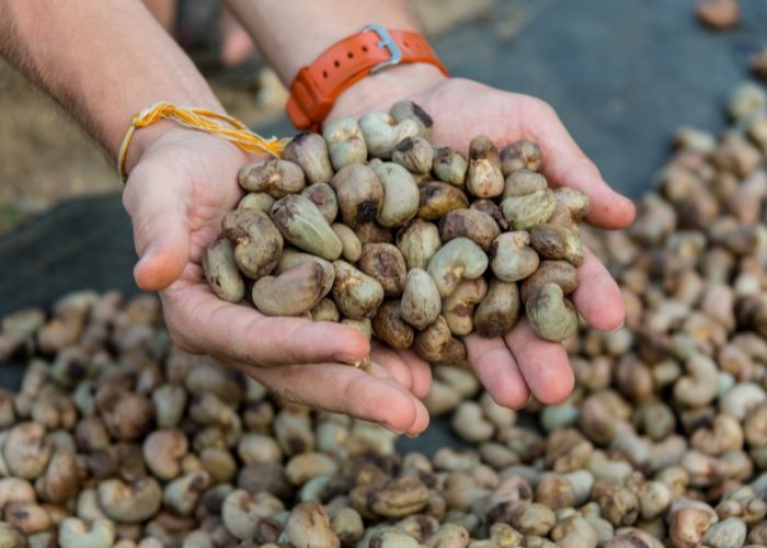 Cajuzeiro cearaense continua no topo da produção de castanha no Brasil