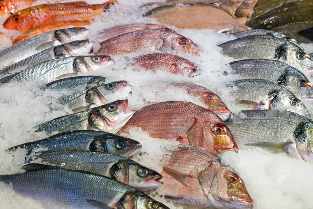 Isenção de tarifas sobre tilápia, lagosta congelada e outros peixes é confirmada nos EUA