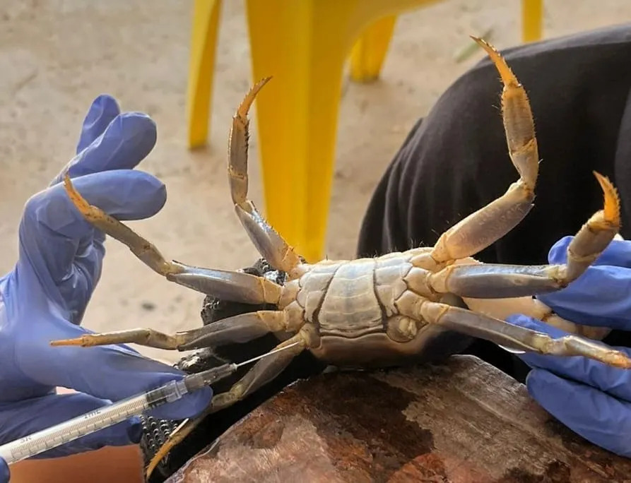 Caranguejos de Fortim contêm resíduo de composto plástico